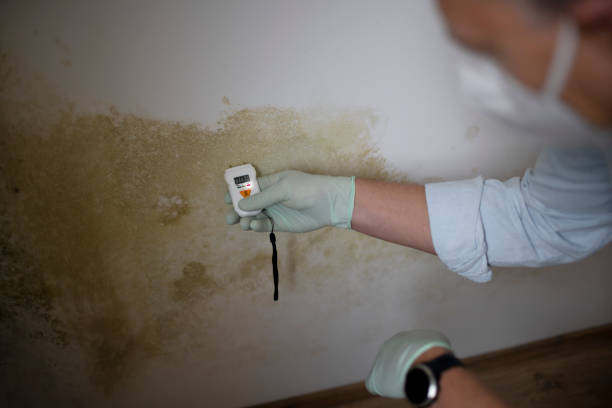 Best Mold Remediation Services  in Dillingham, AK