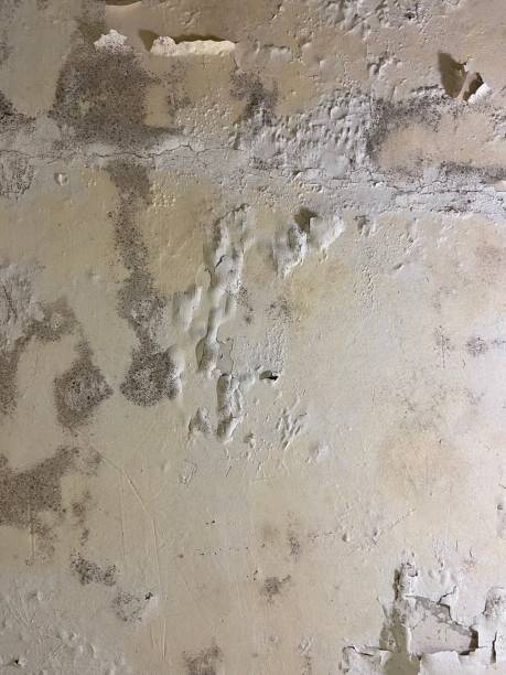 Crawl Space Mold Removal in Dillingham, AK