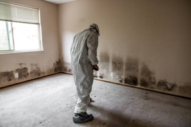 Professional Mold Removal in Dillingham, AK