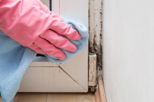 Best Professional Mold Removal  in Dillingham, AK