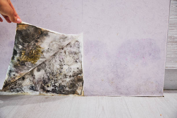 Best Water Damage Restoration  in Dillingham, AK